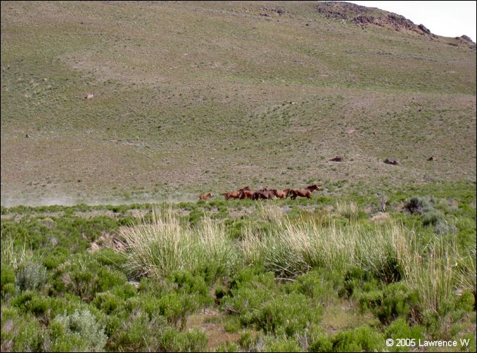 811 shelr bpk 13062005 wild horses in valley 3.jpg